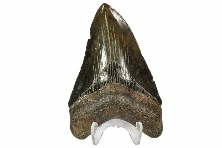 Serrated, Fossil Megalodon Tooth - Georgia #107237